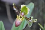 : - Paphiopedilum victoria-mariae