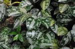 : - Pellionia latifolia