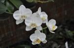 : - Phalaenopsis aphrodite