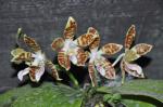: - Phalaenopsis sumatrana