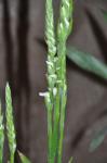 : - Spiranthes odorata