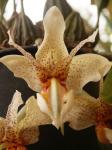 : - Stanhopea saccata