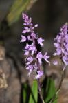 : - Stenoglottis longifolia