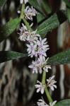 : - Trichoglottis rosea