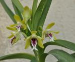 : - Vanda alpina