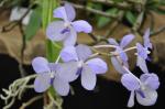 : - Vanda coerulea