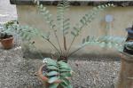: - Zamia pumila