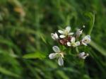 Wald-Schaumkraut - Cardamine flexuosa