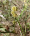 : - Rhynchospora exaltata