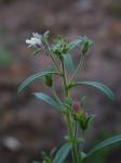 Kleines Leinkraut - Chaenorhinum minus