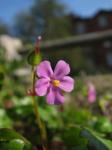 Glänzender Storchschnabel - Geranium lucidum