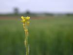 Weg-Rauke-Sisymbrium officinale