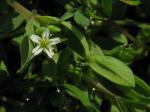 Bach-Sternmiere - Stellaria uliginosa