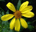 : - Bidens amplectens