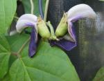 : - Canavalia napaliensis
