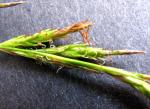 : - Carex meyenii