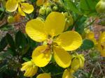 : - Senna rugosa