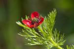 Herbst-Adonisröschen - Adonis annua