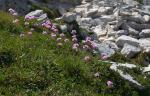 : - Armeria canescens subsp. nebrodensis