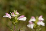 Bunte Bellardie - Bellardia trixago