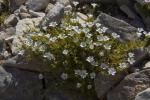 : - Cerastium thomasii