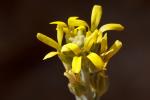 : - Fibigia clypeata