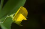 Ranken-Platterbse - Lathyrus aphaca