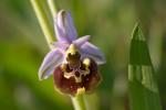 : - Ophrys heterochila