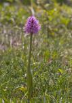 Italienisches Knabenkraut-Orchis italica