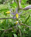 :-Solanum palinacanthum