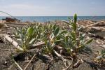 : - Polygonum maritimum
