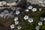 Kleiner Strahlensame - Silene pusilla