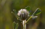Cherlers Klee - Trifolium cherleri