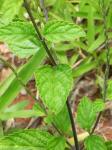 : - Stachytarpheta cayennensis