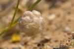Filz-Klee - Trifolium tomentosum