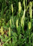: - Lycopodium clavatum subsp. clavatum