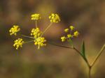 Sichelblättriges Hasenohr - Bupleurum falcatum