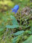 Bärtige Glockenblume - Campanula barbata
