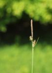 Michelis Segge - Carex michelii