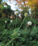 : - Cephalaria transsylvanica