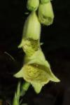 Großblütiger Fingerhut - Digitalis grandiflora