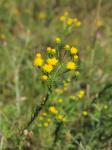 Gold-Aster - Galatella linosyris