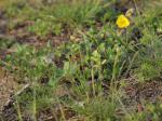 : - Helianthemum ovatum