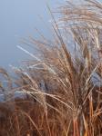 : - Miscanthus giganteus