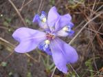 : - Trimezia violacea