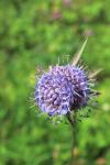 Gewöhnlicher Teufelsabbiss - Succisa pratensis