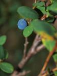Rauschbeere - Vaccinium uliginosum