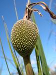 : - Vellozia squamata
