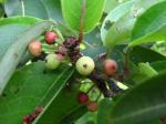 : - Flueggea neowawraea