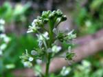 : - Lepidium bidentatum